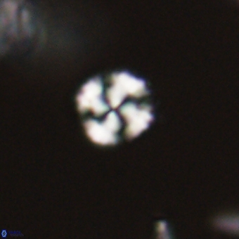 Cyclagelosphaera sp A 67079