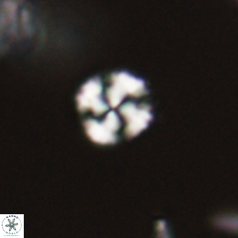 Cyclagelosphaera sp A 67079