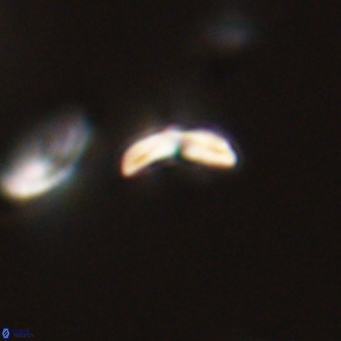 Cyclagelosphaera sp A 67080