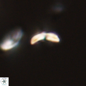 Cyclagelosphaera sp A 67080