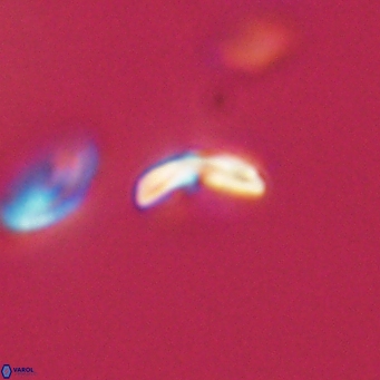 Cyclagelosphaera sp A 67081