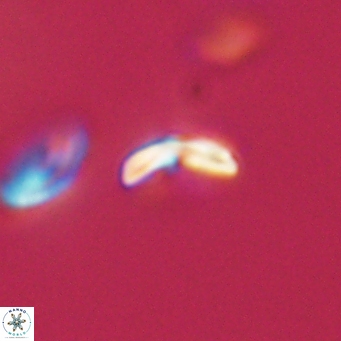 Cyclagelosphaera sp A 67081