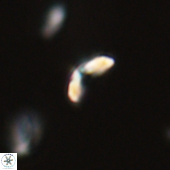 Cyclagelosphaera sp A 67085