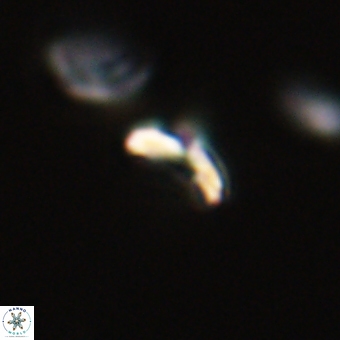 Cyclagelosphaera sp A 67086