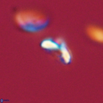Cyclagelosphaera sp A 67087
