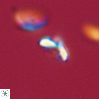 Cyclagelosphaera sp A 67087