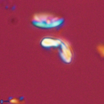 Cyclagelosphaera sp A 67088