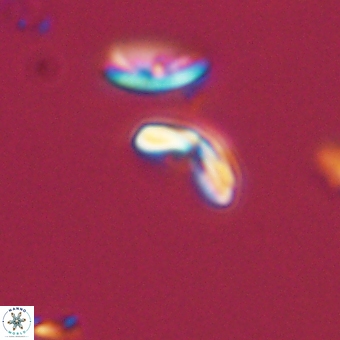 Cyclagelosphaera sp A 67088