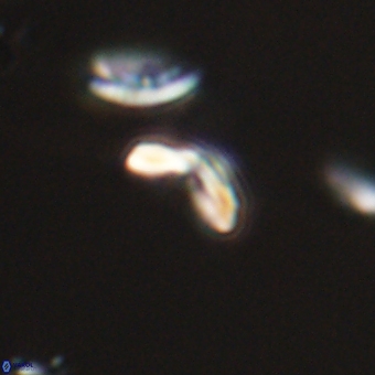 Cyclagelosphaera sp A 67089
