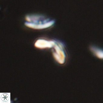 Cyclagelosphaera sp A 67089