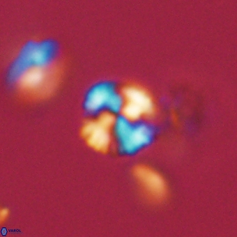 Cyclagelosphaera sp A 67090