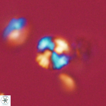Cyclagelosphaera sp A 67090