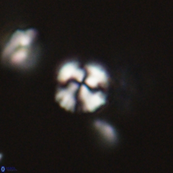 Cyclagelosphaera sp A 67091
