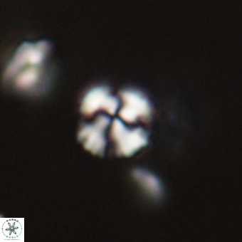 Cyclagelosphaera sp A 67091