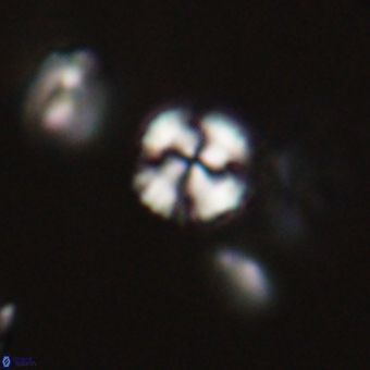 Cyclagelosphaera sp A 67092