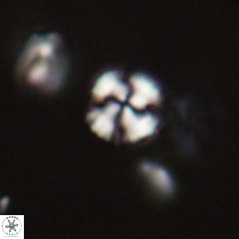 Cyclagelosphaera sp A 67092