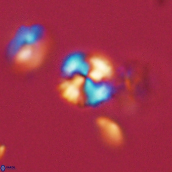 Cyclagelosphaera sp A 67093