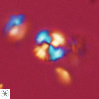 Cyclagelosphaera sp A 67093
