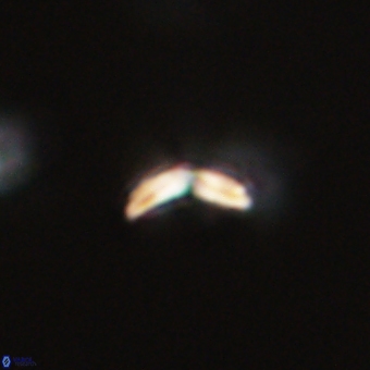Cyclagelosphaera sp A 67096