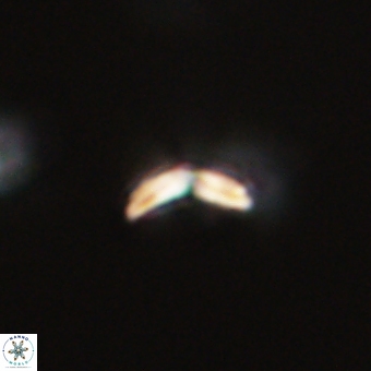 Cyclagelosphaera sp A 67096