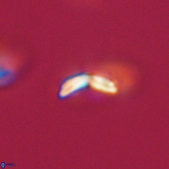 Cyclagelosphaera sp A 67097