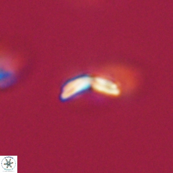 Cyclagelosphaera sp A 67097