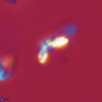 Cyclagelosphaera sp A 67098