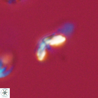 Cyclagelosphaera sp A 67098