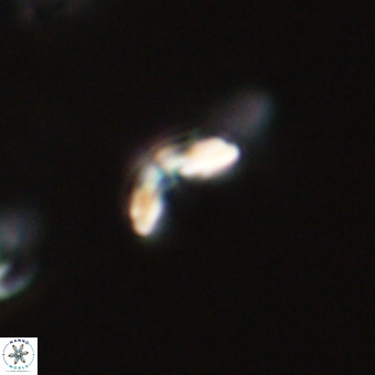 Cyclagelosphaera sp A 67099