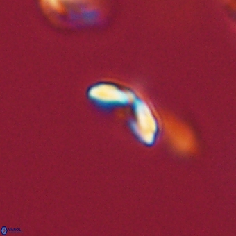 Cyclagelosphaera sp A 67100
