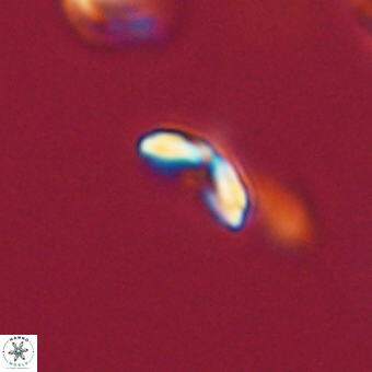 Cyclagelosphaera sp A 67100