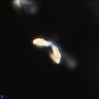 Cyclagelosphaera sp A 67101