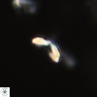 Cyclagelosphaera sp A 67101