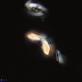 Cyclagelosphaera sp A 67102