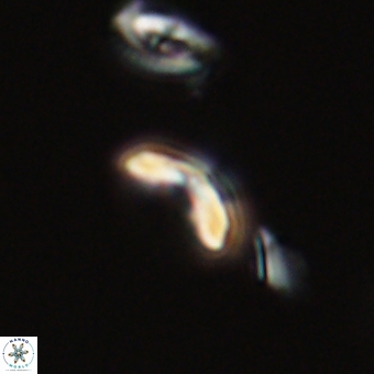 Cyclagelosphaera sp A 67102