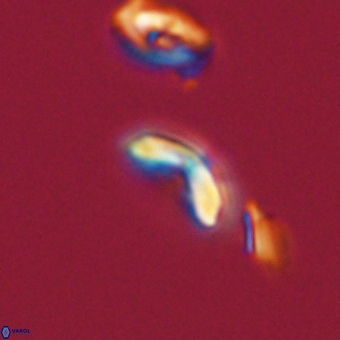 Cyclagelosphaera sp A 67103