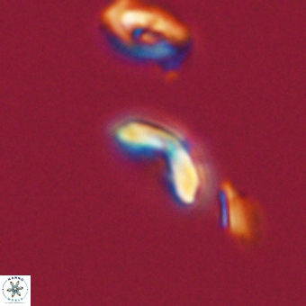 Cyclagelosphaera sp A 67103