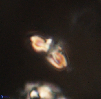 Cyclagelosphaera sp B 63673