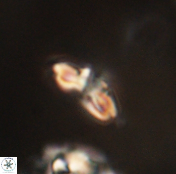 Cyclagelosphaera sp B 63673