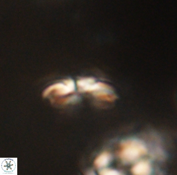 Cyclagelosphaera sp B 63677