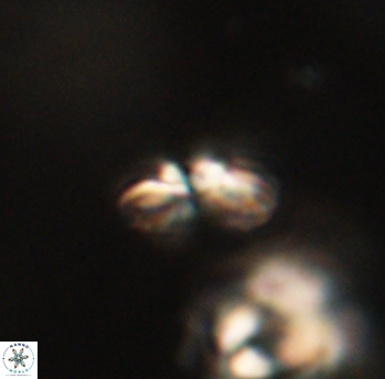 Cyclagelosphaera sp B 63684