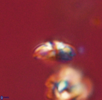 Cyclagelosphaera sp B 63685