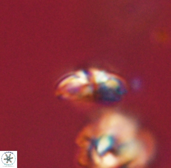 Cyclagelosphaera sp B 63685