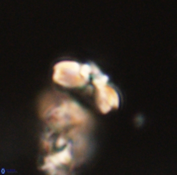 Cyclagelosphaera sp B 63688