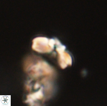 Cyclagelosphaera sp B 63688