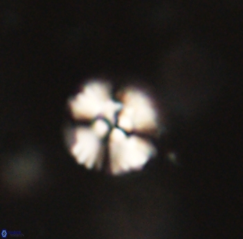 Cyclagelosphaera sp B 63692