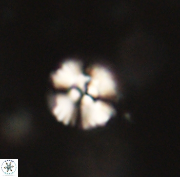 Cyclagelosphaera sp B 63692