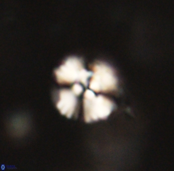 Cyclagelosphaera sp B 63693