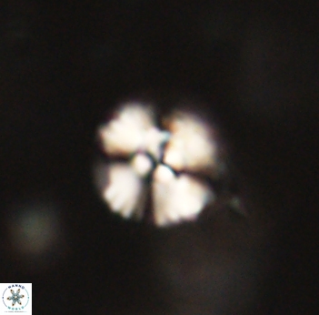 Cyclagelosphaera sp B 63693