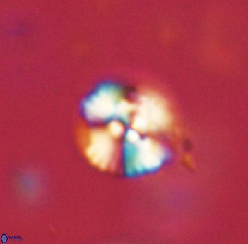 Cyclagelosphaera sp B 63694